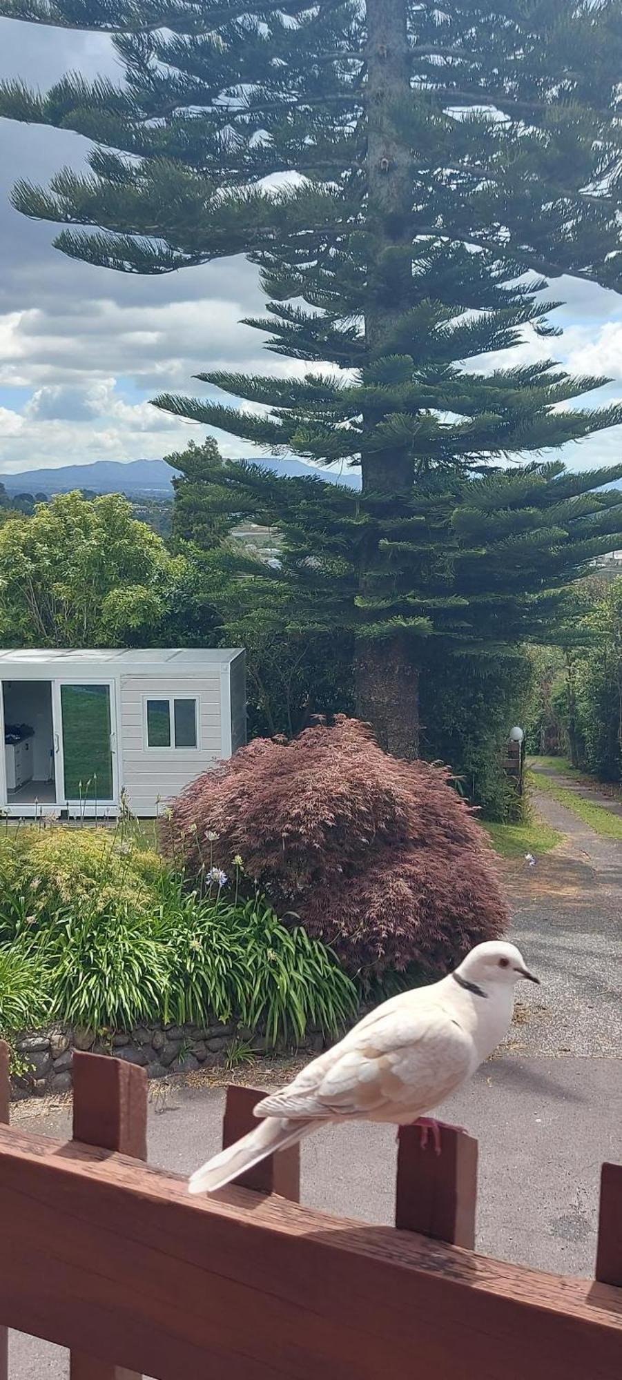 Haley'S Cabin Tauranga Extérieur photo